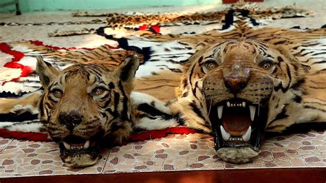 are pets being killed in china